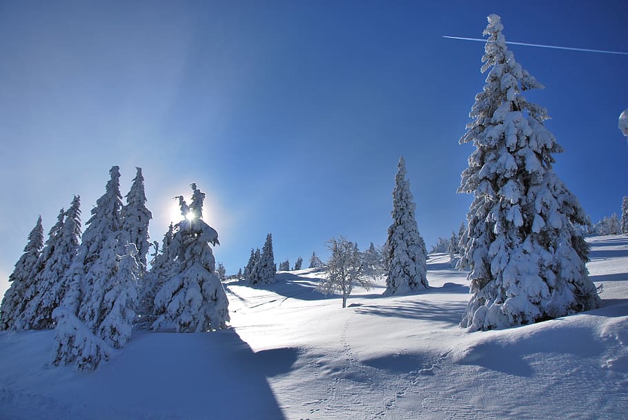 snow, sky, tree, winter, cold temperature, beauty in nature HD wallpaper