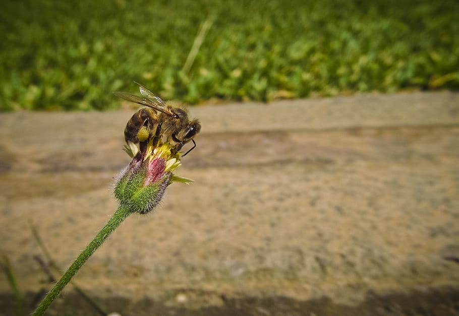 Bee, Flower, Flower, Flower Bud, Insect, nature, one animal HD wallpaper