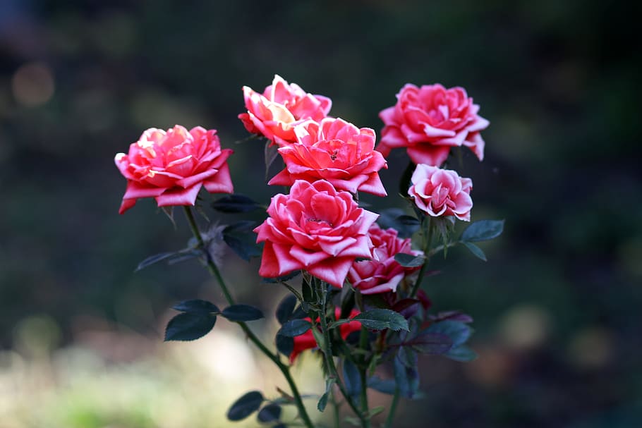 roses, red, dry, plants, supplies, flower, flowering plant HD wallpaper