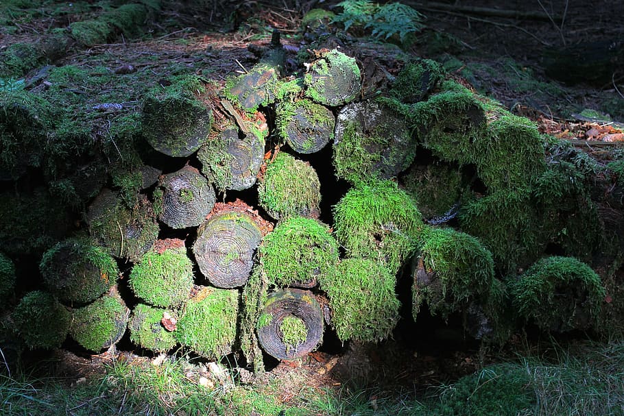 forest, tree trunks, log, moss, nature, wood, forestry, stacked HD wallpaper