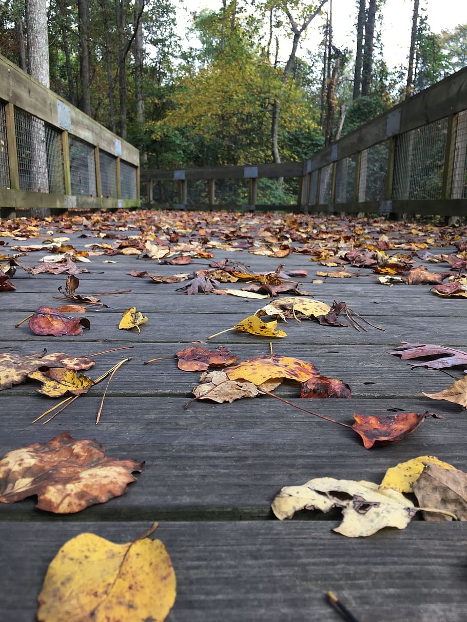leaves, trees, bridge, path, autumn, yellow, brown, green, outdoor HD wallpaper