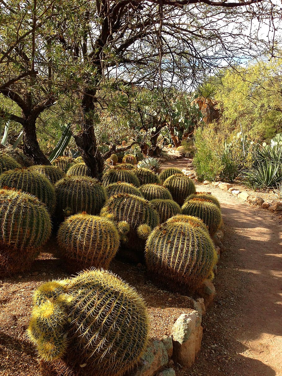 barrel cacti, garden path, cactus, desert, dry, gardening, plant HD wallpaper