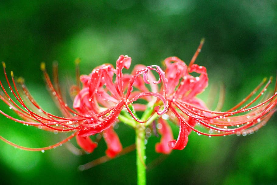 Amaryllis, Autumn Flowers Spider Lily, licorice, nature, plant