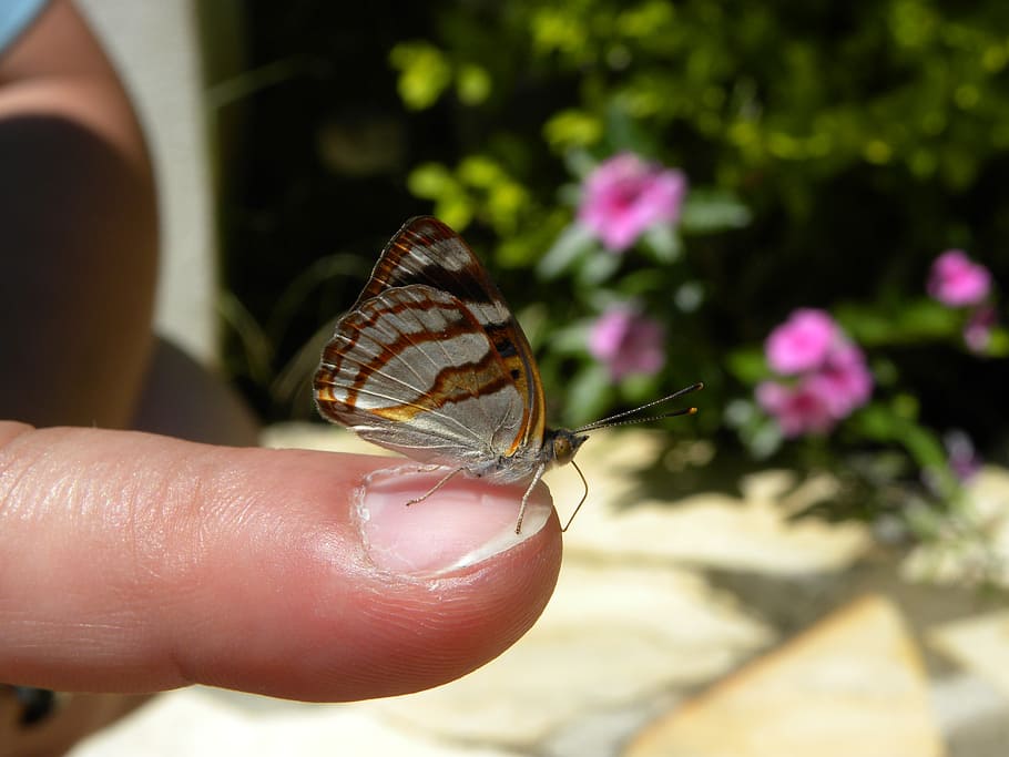 mariposa, butterfly, insect, human hand, human body part, animal wildlife HD wallpaper
