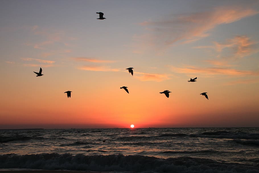 birds flying during sunset, seagulls, sunrise, water, sky, animal, HD wallpaper