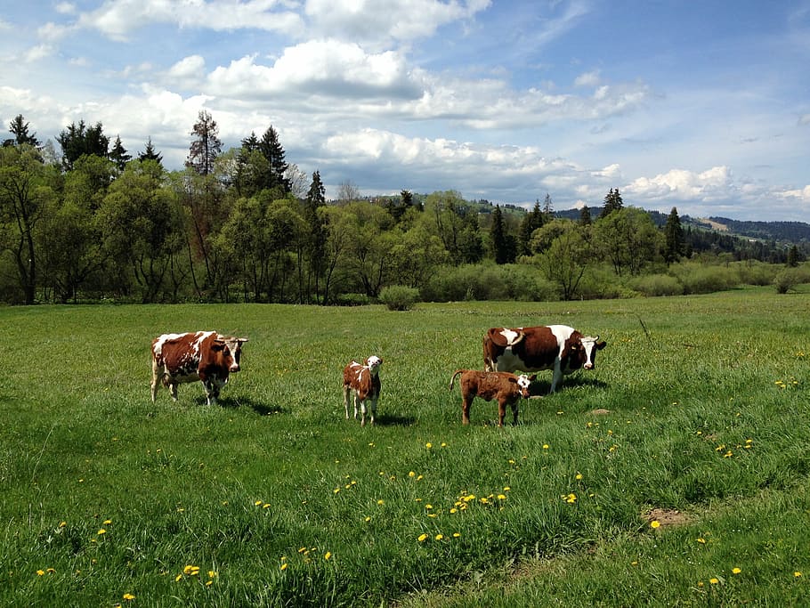 animal, cows, meadow, grass, village, animal breeding, pasture land HD wallpaper