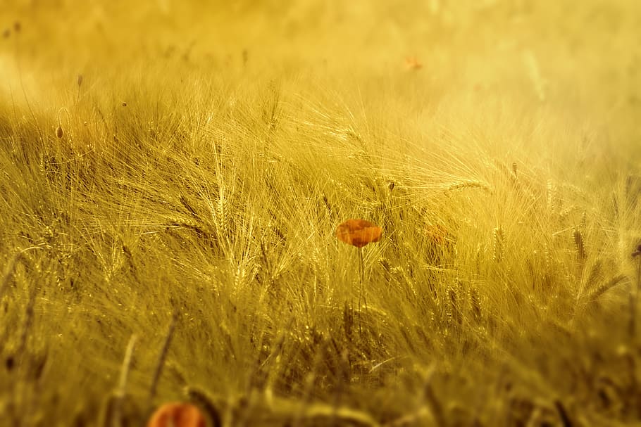 meadow, field, wheat, landscape, peaceful, poppy, grass, sunlight HD wallpaper