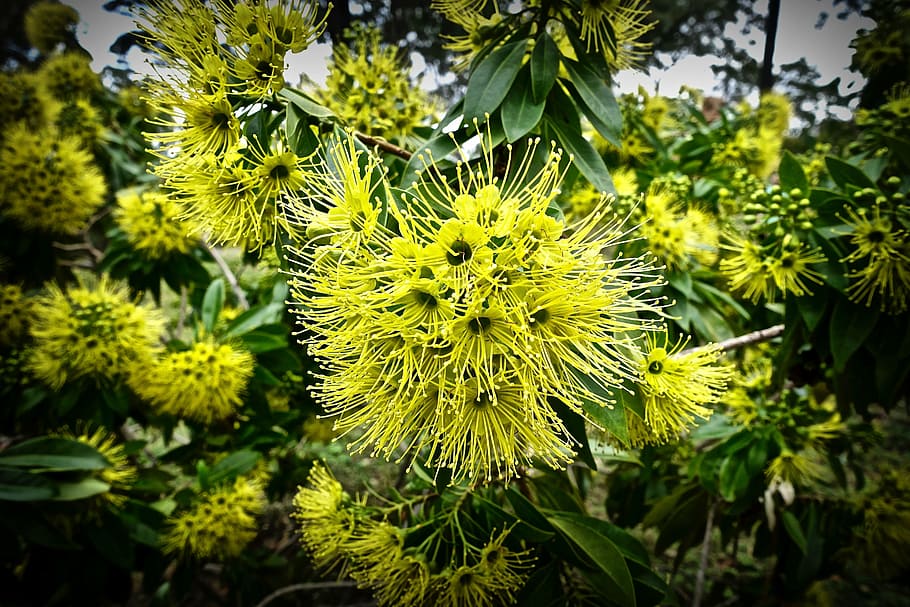 wattle, bloom, acacia, blossom, blooming, australian, golden HD wallpaper