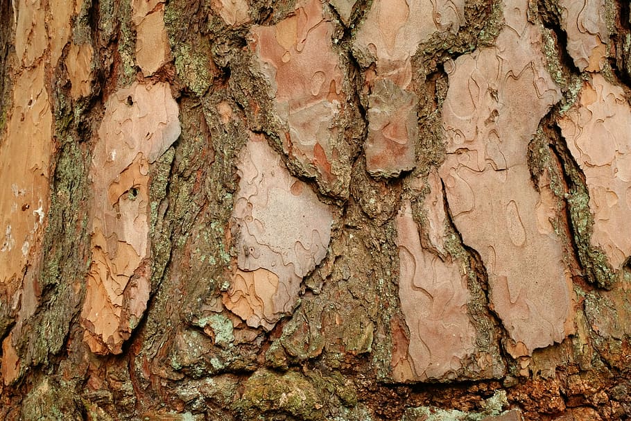 bark, pine, background, structure, tree, shed bark, log, scale HD wallpaper