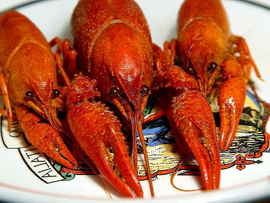 Dinner, Crawfish, Drink, Food, seafood, food and drink, freshness HD wallpaper