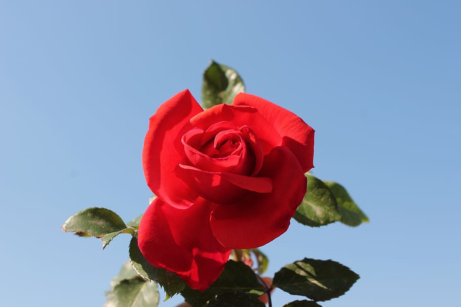 Red Rose, Flower, blue, rosa, garden, beauty, macro, scarlet, HD wallpaper