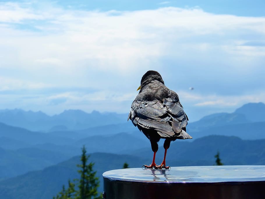 bird, landscape, sky, mountains, nature, waiting, animal, animal themes HD wallpaper