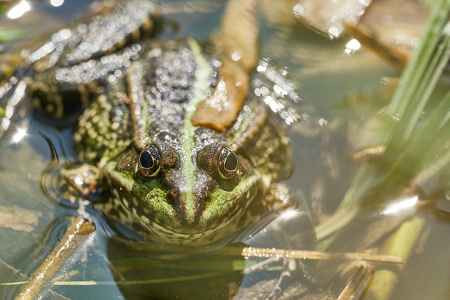 frog, pond, green, toad, water, water lily, the marsh frog HD wallpaper