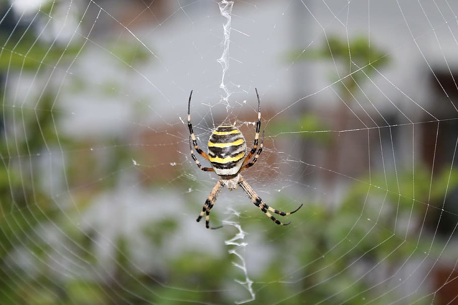 wasp spider, network, nature, animal, arachnid, cobweb, spider web HD wallpaper