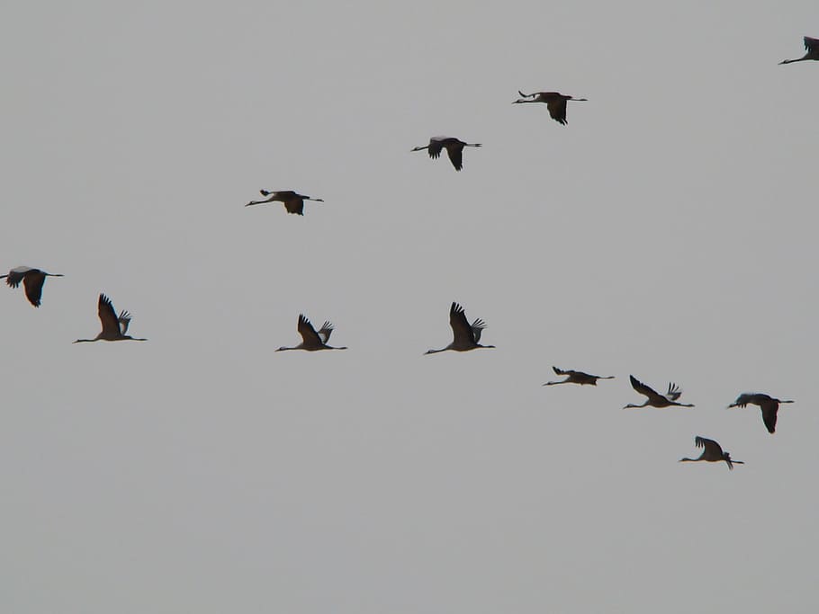 sky, cranes, spain, migration, birds, walk, open air, animal themes HD wallpaper
