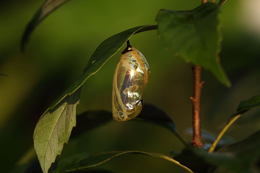leaf, nature, insect, outdoor, plant, plant part, close-up HD wallpaper