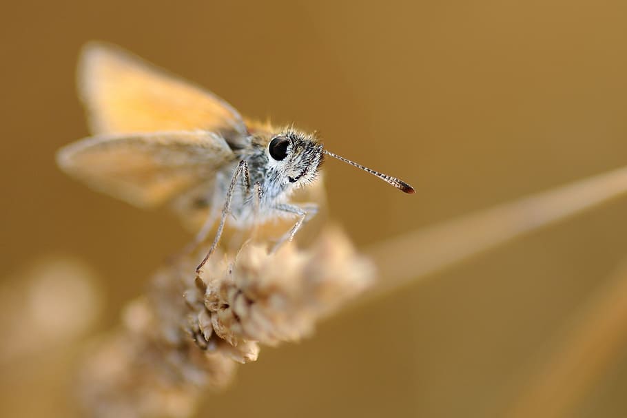 Butterfly, Insect, Macro, one animal, animal wildlife, animal themes HD wallpaper