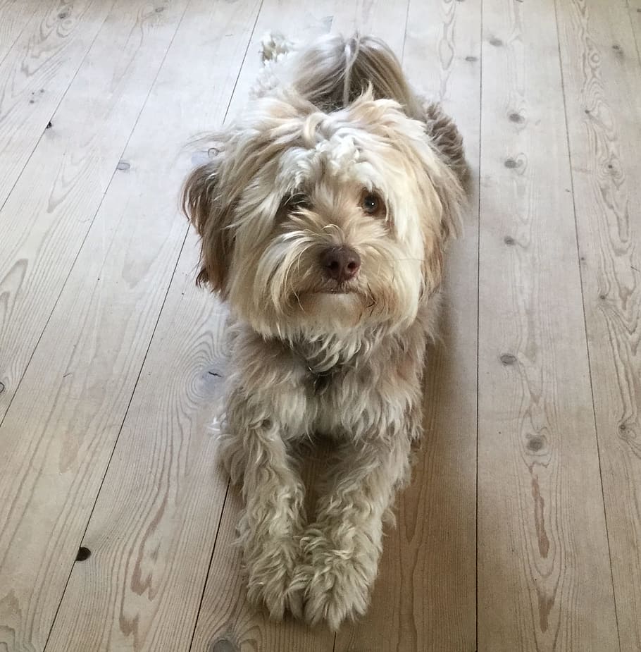 Dog, felix, however, pets, one animal, hardwood floor, indoors HD wallpaper