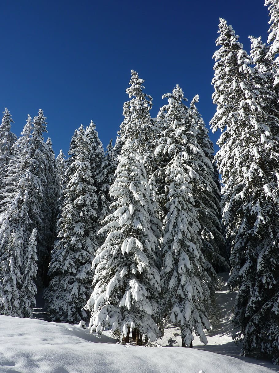 pine trees during winter photo, firs, nature, forest, snowy HD wallpaper