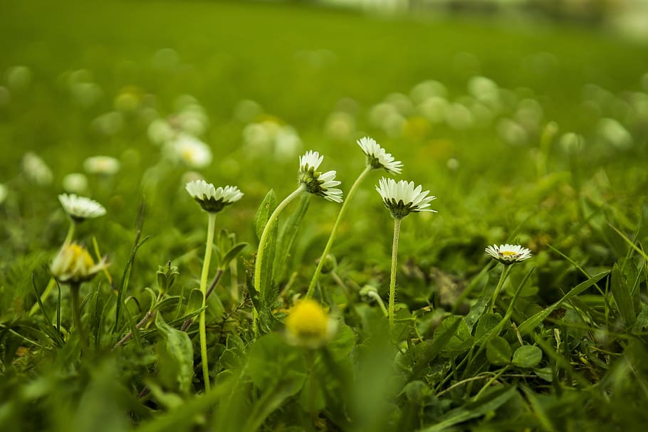 Daisy, Meadow, Green, Spring, Spring, Flowers, flower meadow HD wallpaper