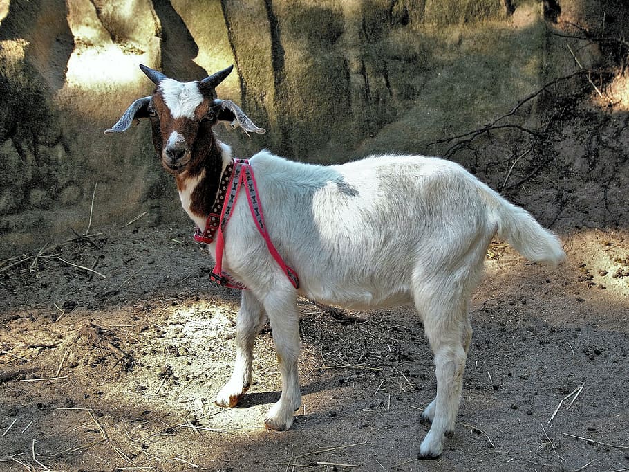 goat, small, mini, home, animal, pet, kozička, horns, domestic animals HD wallpaper
