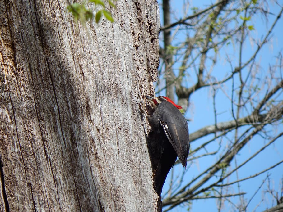 pileated woodpecker, dryocopus pileatus, wildlife, virginia, HD wallpaper