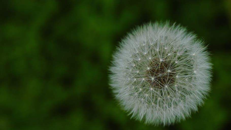 dandelion, dandelion mr hall, white, plant, flower, freshness HD wallpaper