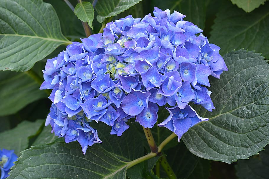 hydrangea, flower, violet, blue, nature, flora, petals, flowering HD wallpaper