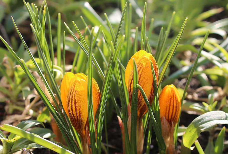 yellow petaled flowers, crocus, spring flowers, early spring HD wallpaper
