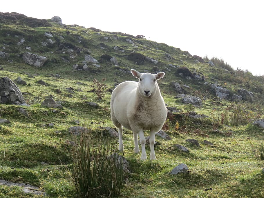 sheep, ram, ewe, animal, mammal, nature, domestic, outdoors HD wallpaper