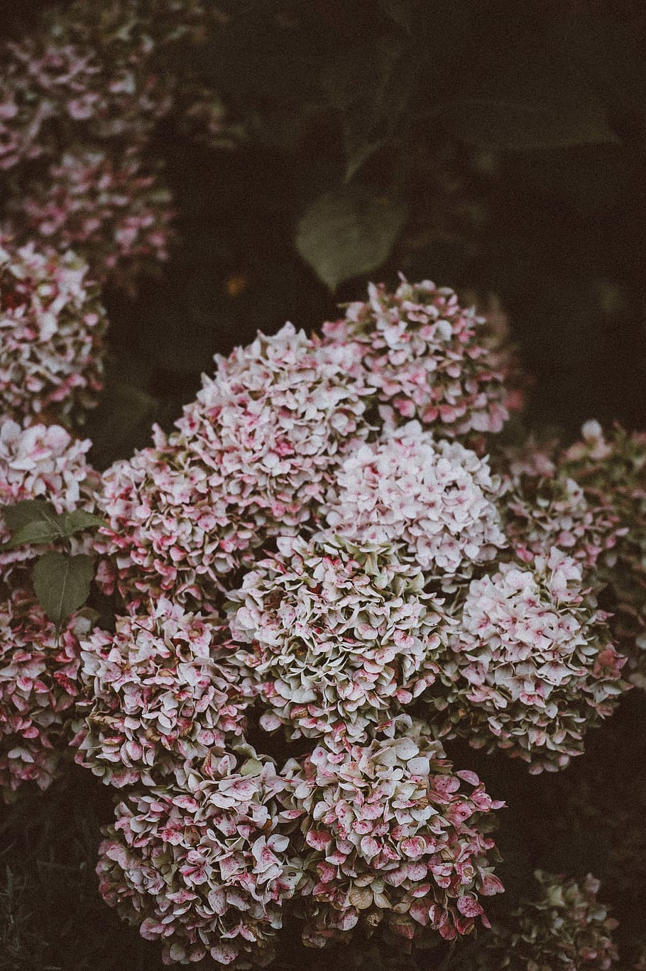macro shot of pink flowers, leaf, petals, garden, vintage, flowering plant HD wallpaper