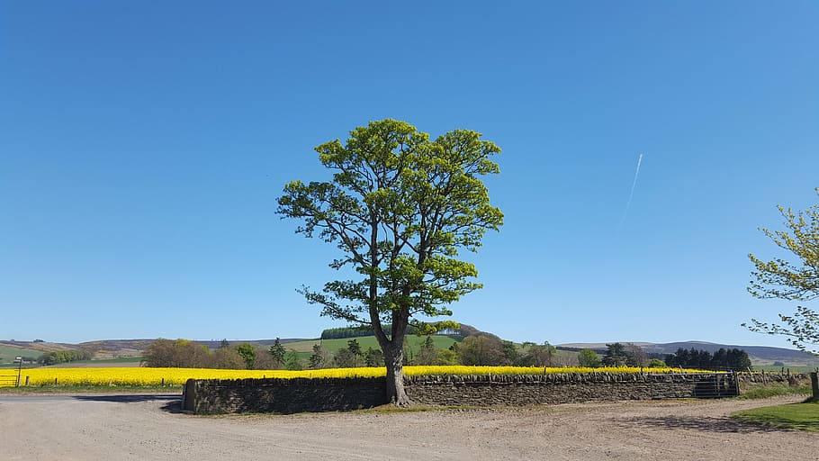 landscape, tree, nature, summer, countryside, sky, blue, sunlight HD wallpaper