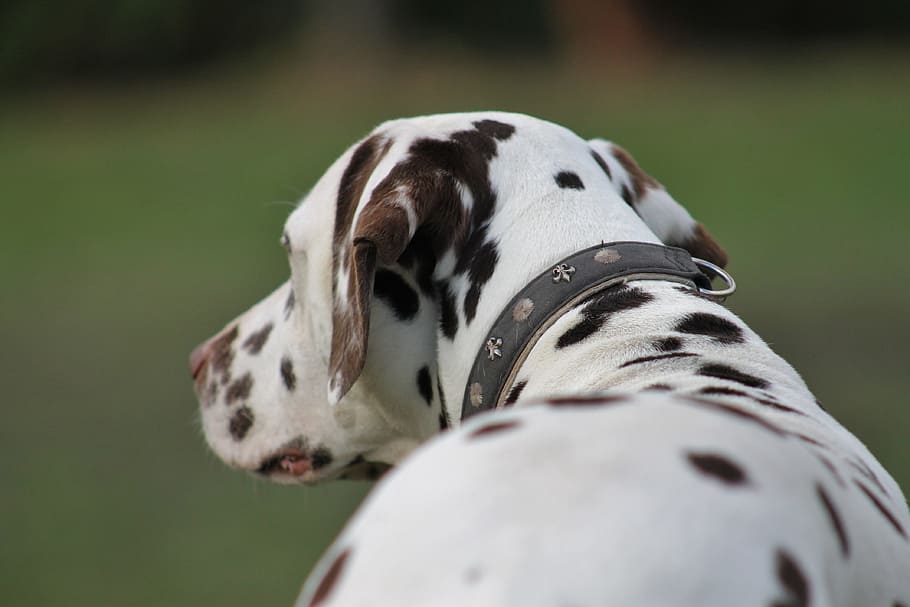 dog, dalmatians, animals, animal themes, one animal, mammal HD wallpaper