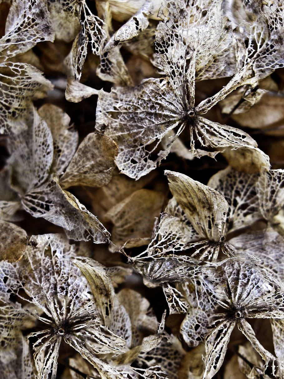 Dried, Hydrangeas, Background, Texture, dried hydrangeas, vintage HD wallpaper