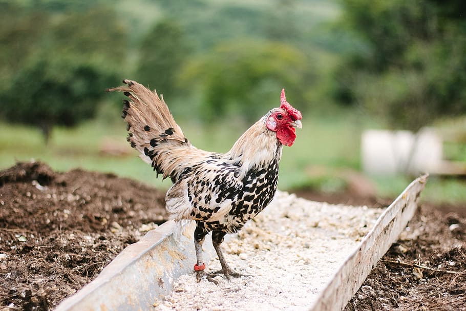 white and black rooster on metal frame at daytime in selective focus photography HD wallpaper