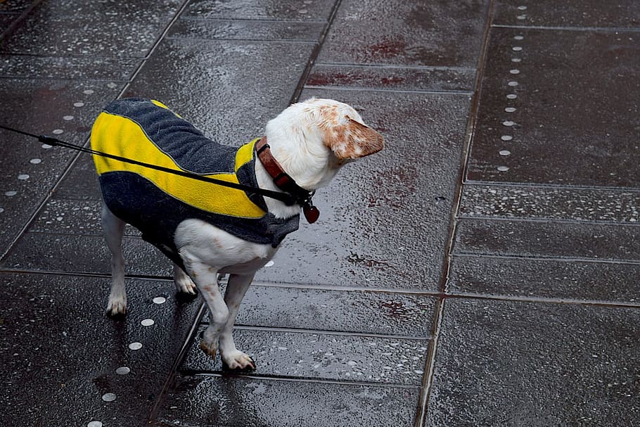 Dog, Turning, Cute, Leash, City, looking, pet, animal, outdoors HD wallpaper