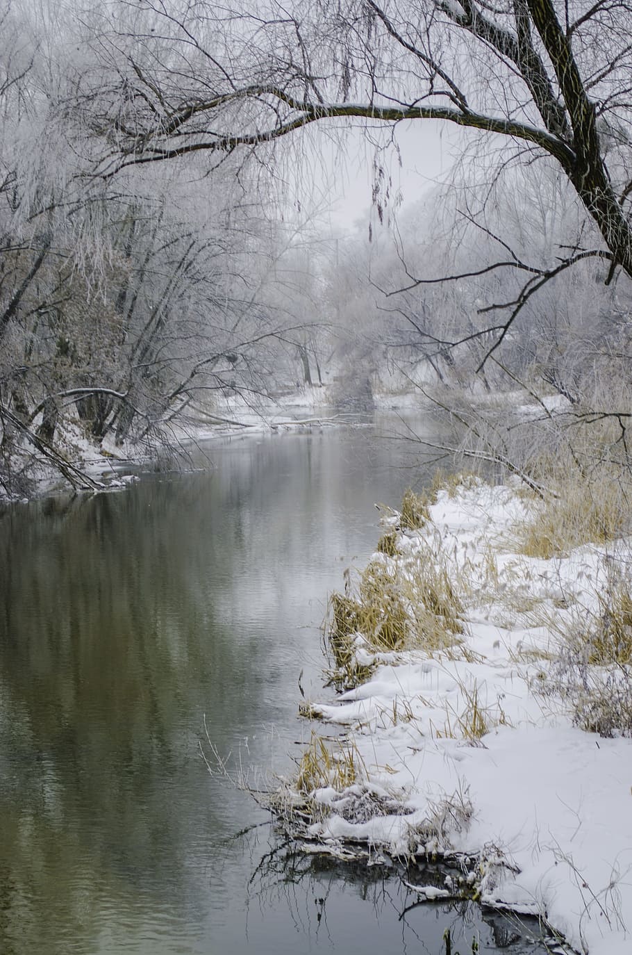 Beach, Tree, Plants, Branch, Leann, water, river, grass, snow HD wallpaper