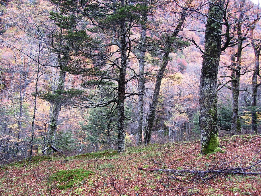 forest, nature, tree, leaves, trees, landscape, nuturaleza HD wallpaper