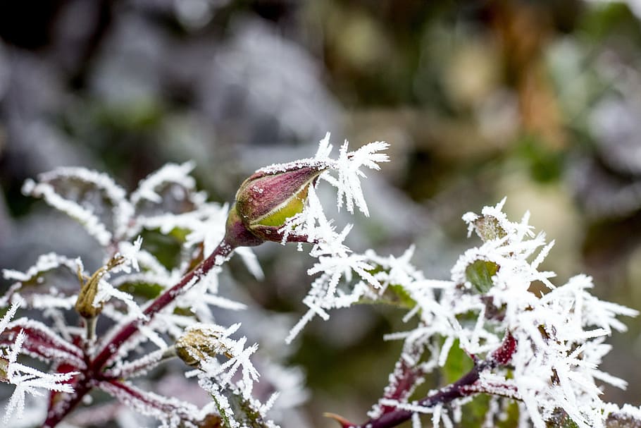winter, icing, ice, rime, slovakia, nature, frozen, rose, frost HD wallpaper