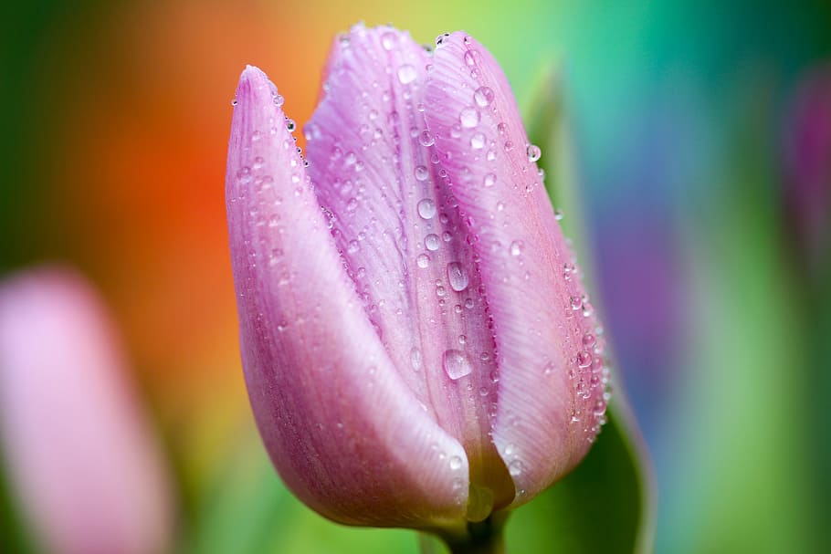 shallow photography of pink flower with water droplets, bloom HD wallpaper