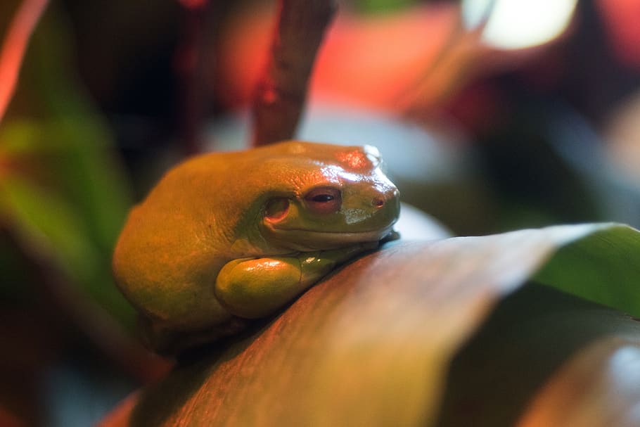 frog, green, red, leaf, animal, animal themes, vertebrate, animal wildlife HD wallpaper