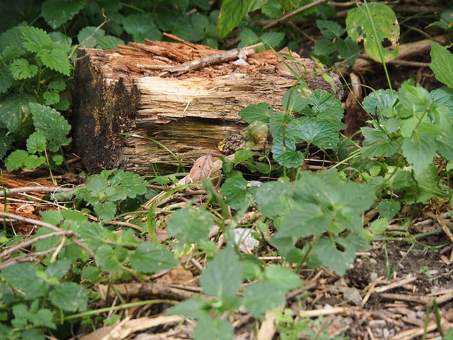 wood, tree stump, log, structure, nature, forest, sawed off HD wallpaper