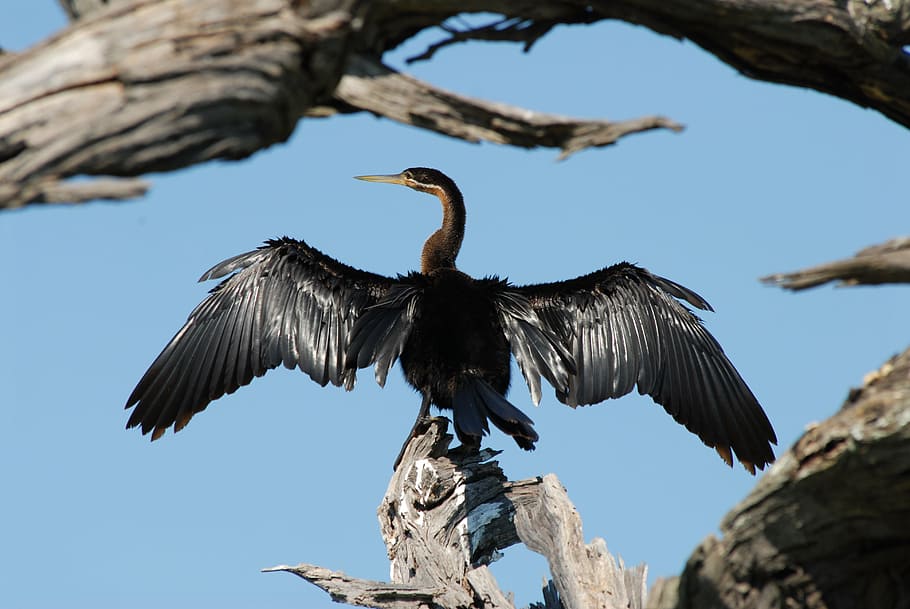 cormorant, bird, drying, wings, animal wildlife, animals in the wild HD wallpaper