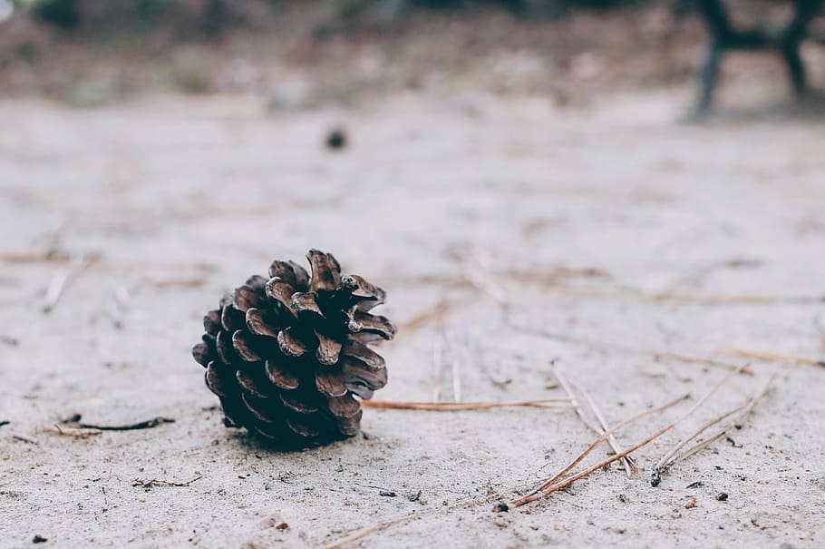 floor, ground, brown, dirt, plant, pine cone, nature, no people HD wallpaper