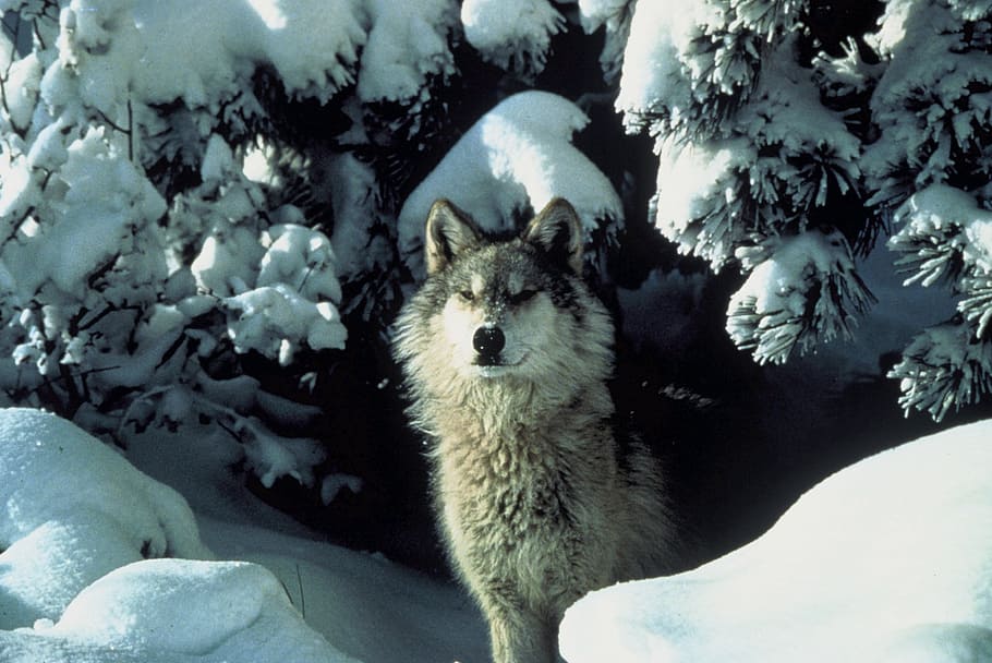 brown wolf standing on snow during daytime, canis lupus, wildlife