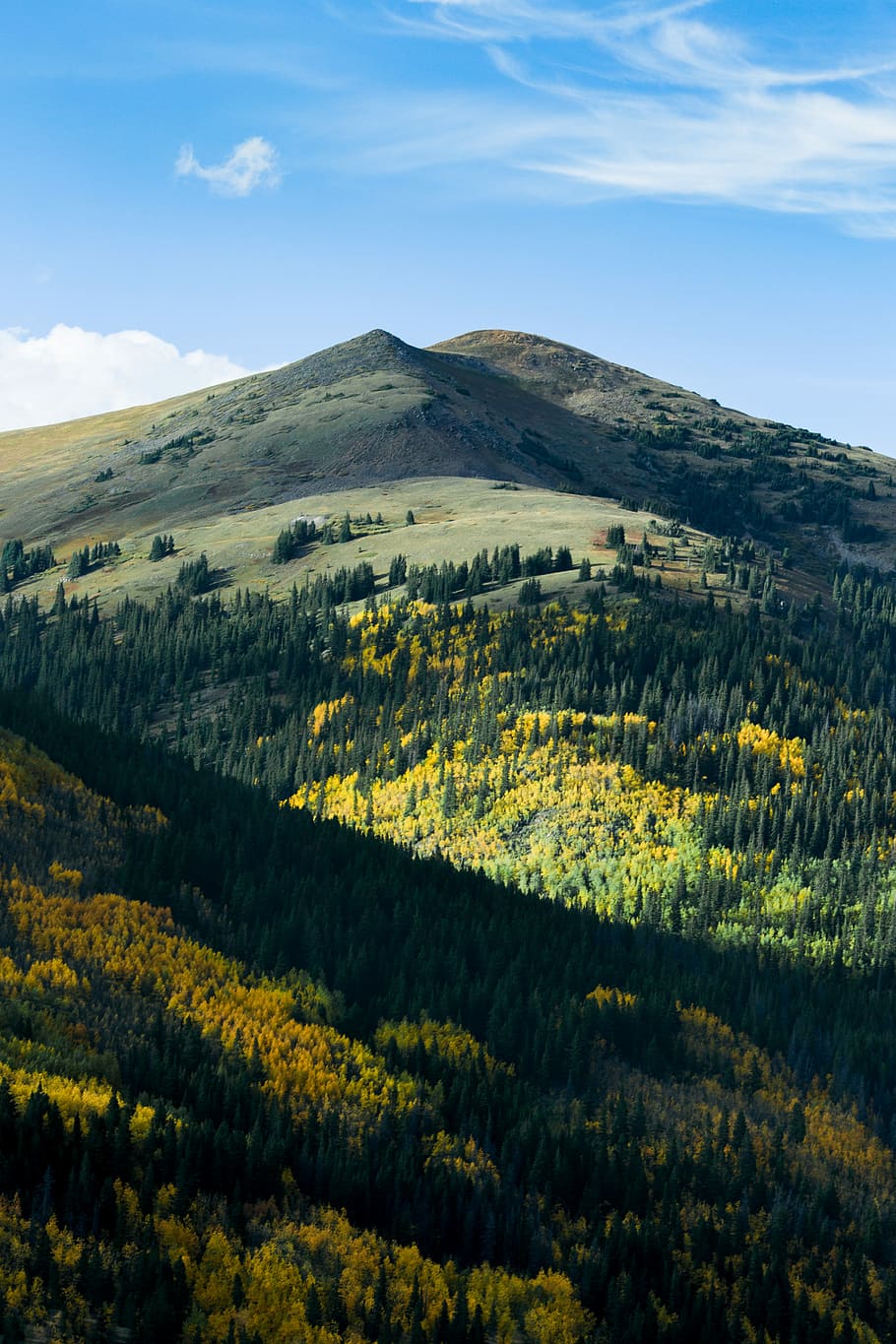 mountain with trees during daytime, green trees and yellow flowers on mountain during daytime HD wallpaper