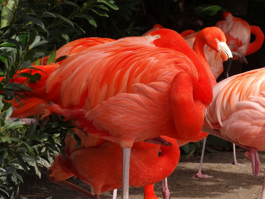 Flamingo, Bird, Nature, animal, red, pink Color, wildlife, beak HD wallpaper