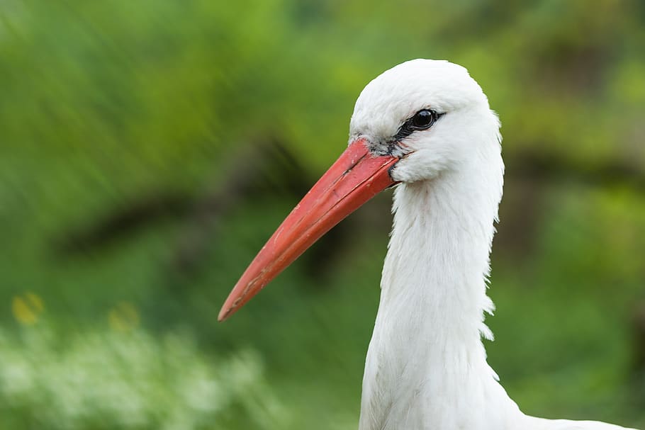 white stork, ciconia ciconia, animals, bird, birds, aves, ciconiidae, HD wallpaper