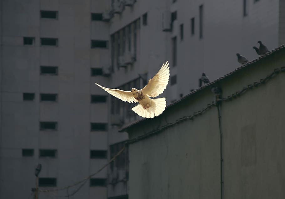 in flight dove, selective focus photo of white flying pigeon HD wallpaper