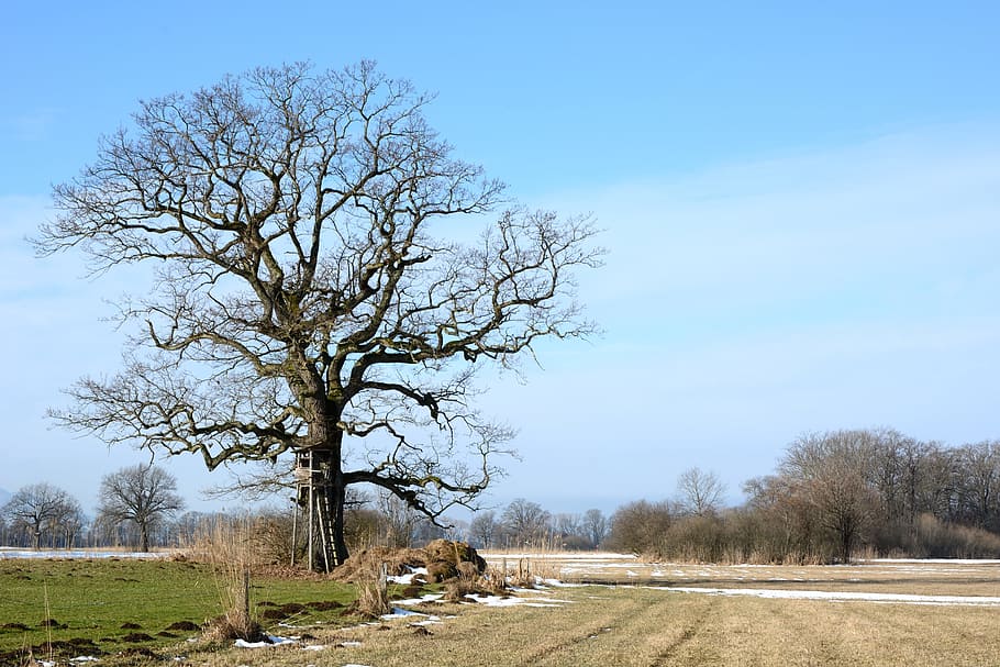 Tree, Branches, Aesthetic, individually, silhouette nature HD wallpaper